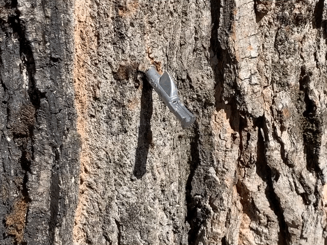 spile protruding from bark of a maple tree, dripping rapidly (animated GIF)