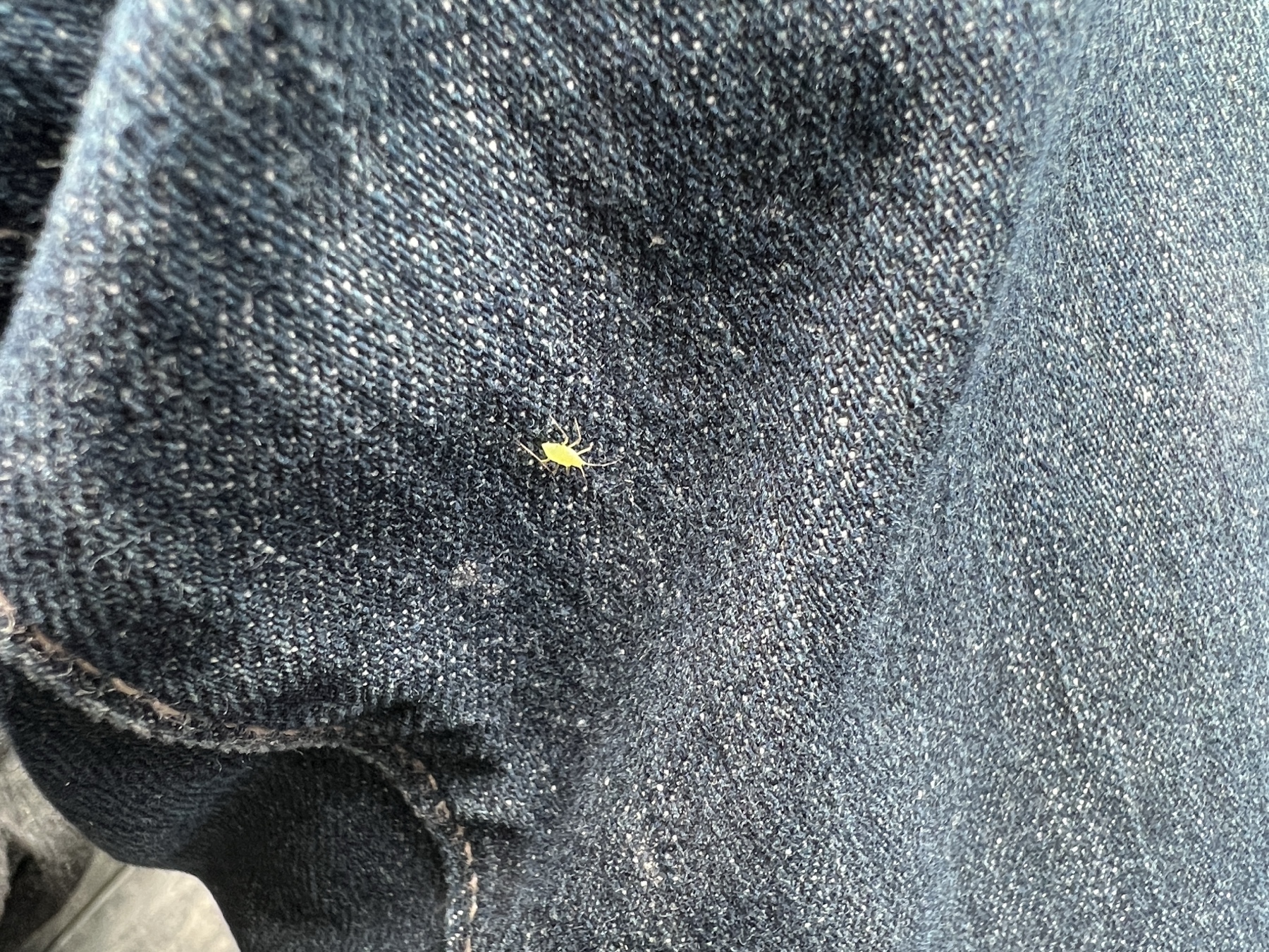 small, green insect on blue denim pant leg