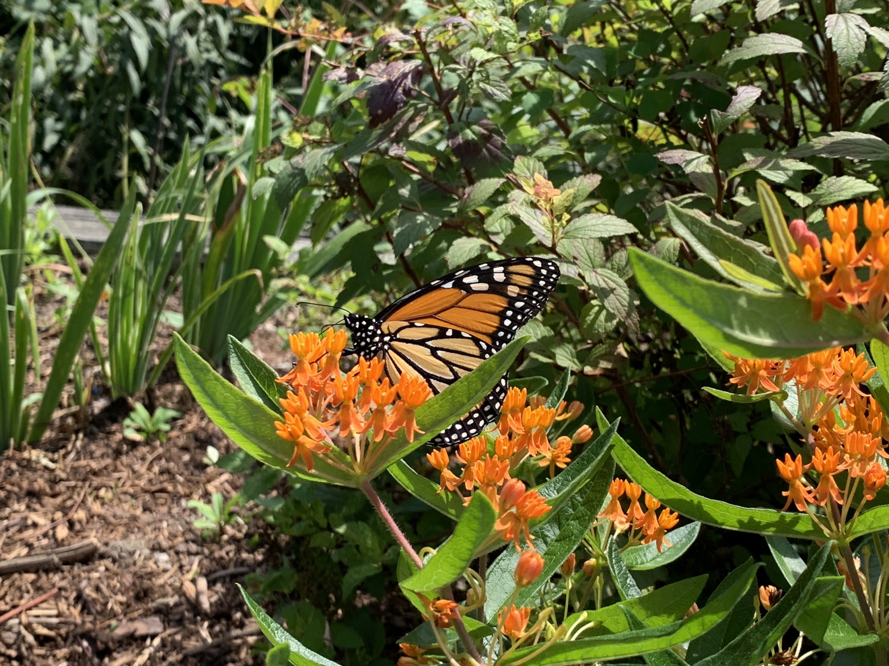 a monarch butterfly in our garden