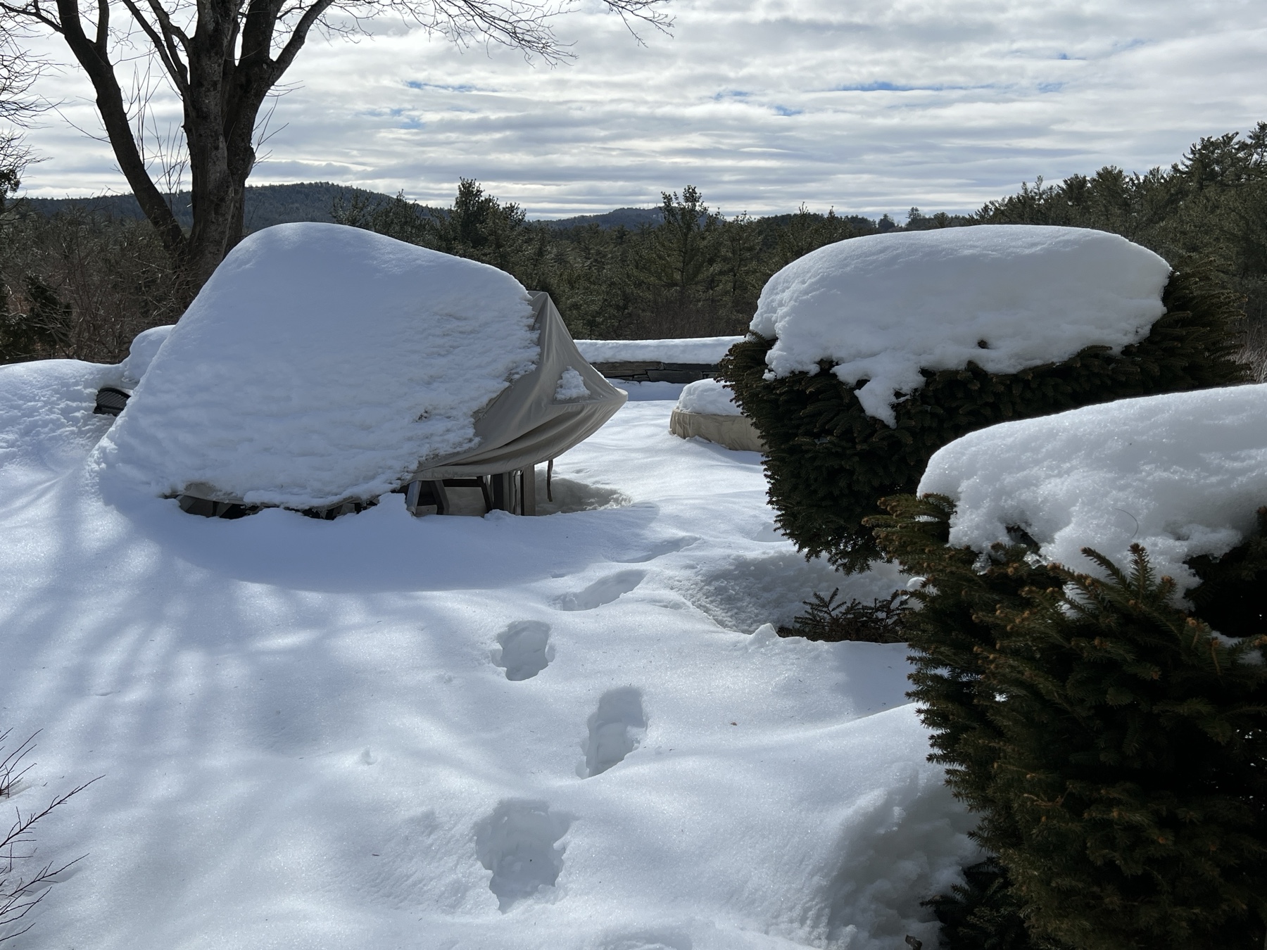 footprints across a snow-covered patio with a forest and cloudy sky in background