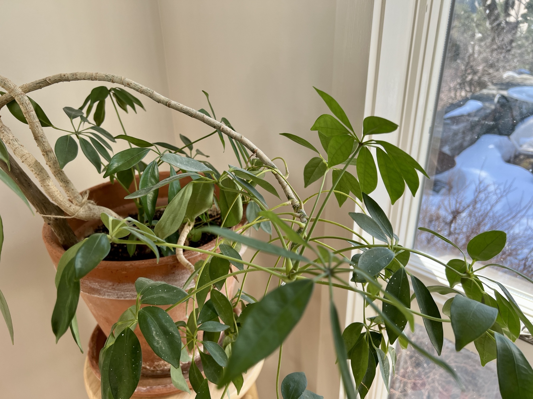 a small tree-like schefflera sits in a corner with a window view of its wild outdoor cousins