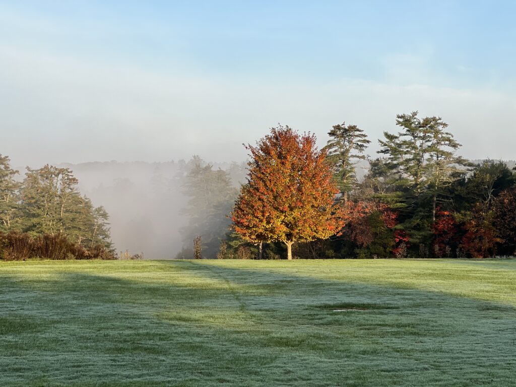 tree with ruddy brown and red leaves on manicured lawn highlighted by sunlight with a forested valley shrouded in mist in the background